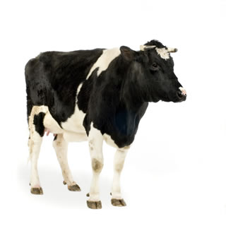 cattle, dairy, calves